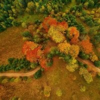Aerial view of forest in foliage season. Natural green, orange and yellow background. Photo from the drone.